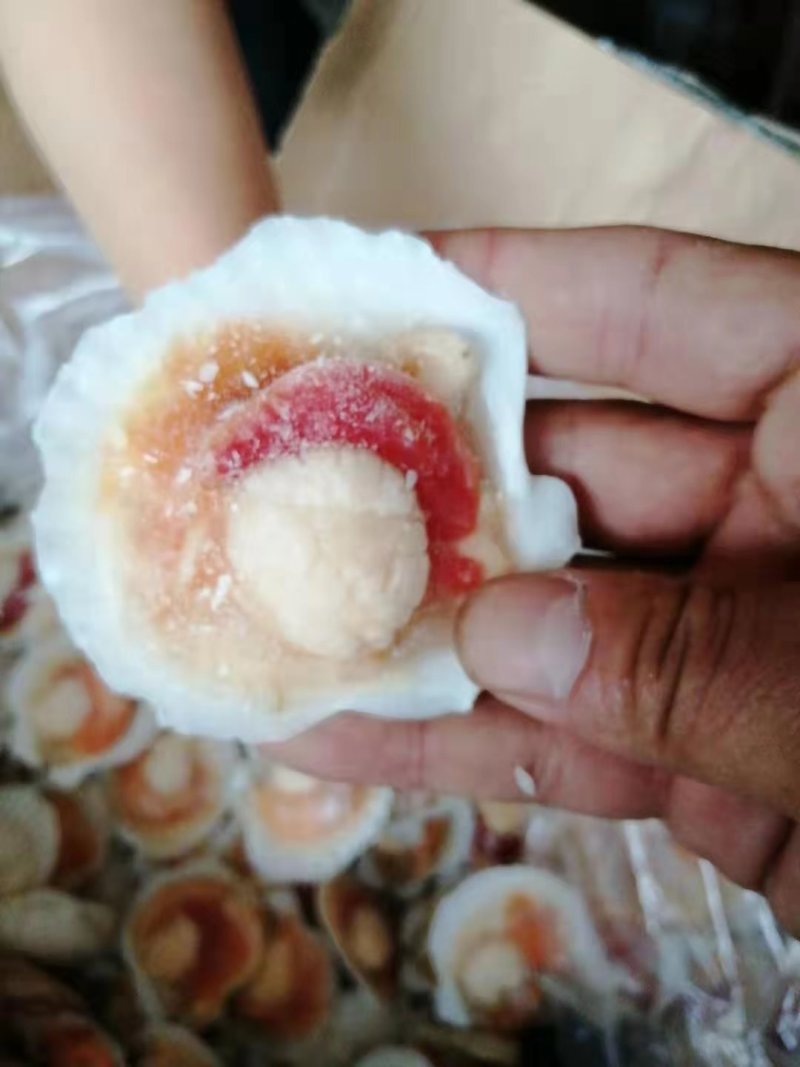 扇贝
