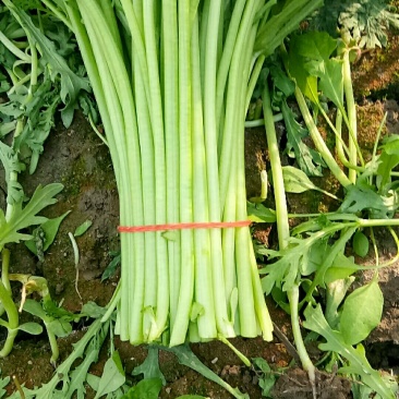 茼蒿