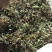 野生石橄榄单叶小果，鲜新度好单叶小果，包邮。