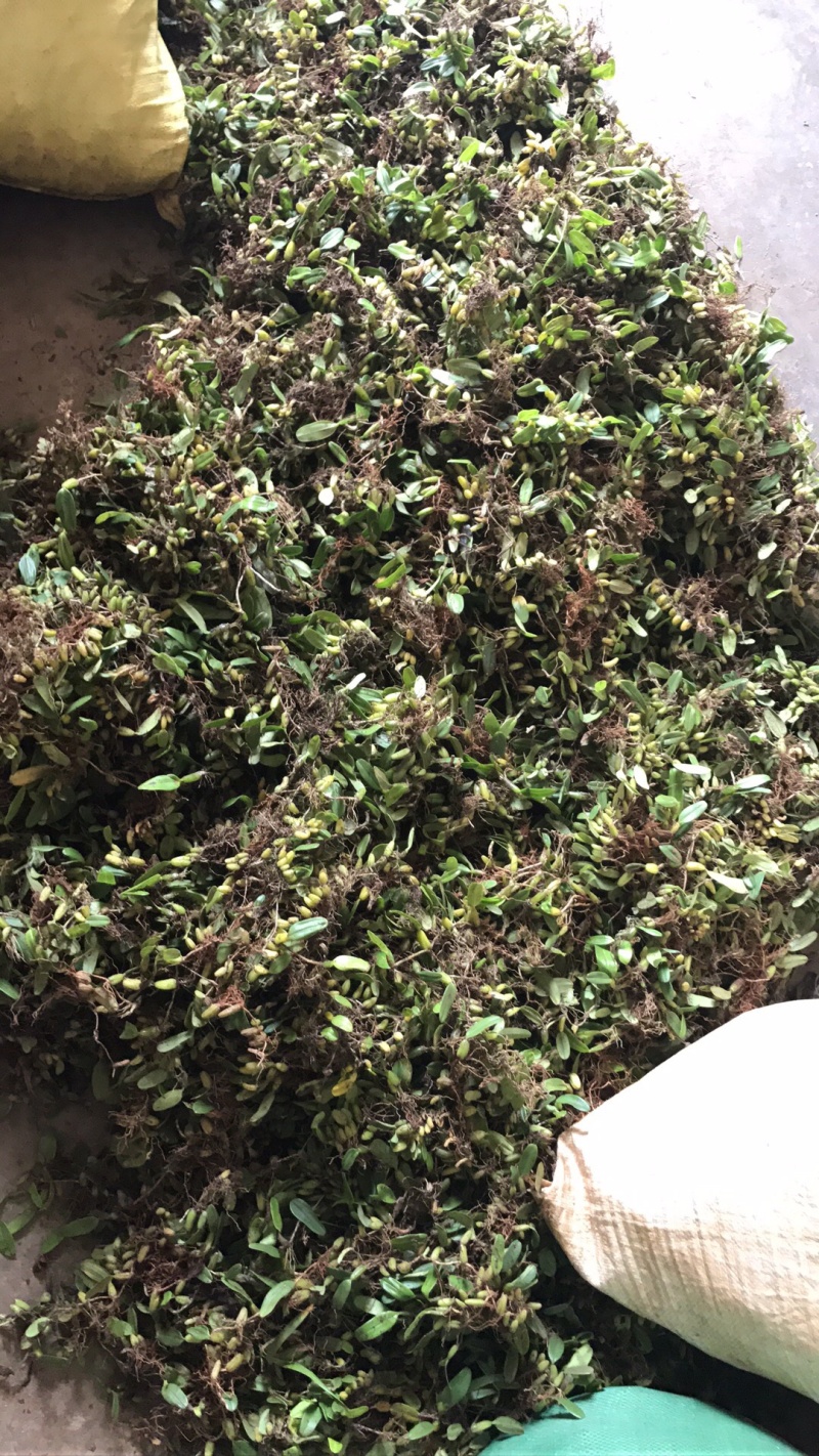 野生石橄榄单叶小果，鲜新度好单叶小果，包邮。