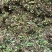野生石橄榄单叶小果，鲜新度好单叶小果，包邮。