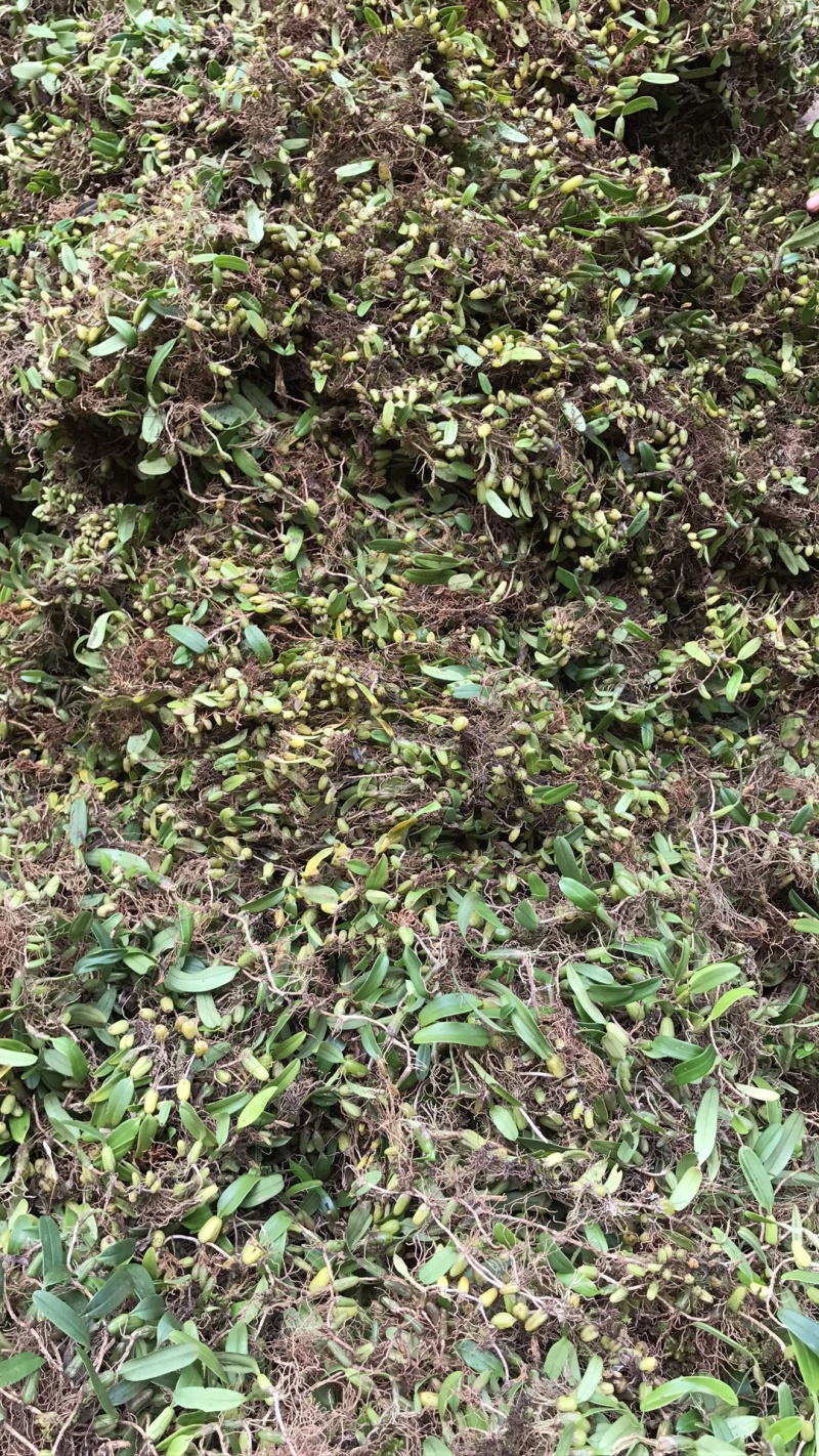 野生石橄榄单叶小果，鲜新度好单叶小果，包邮。