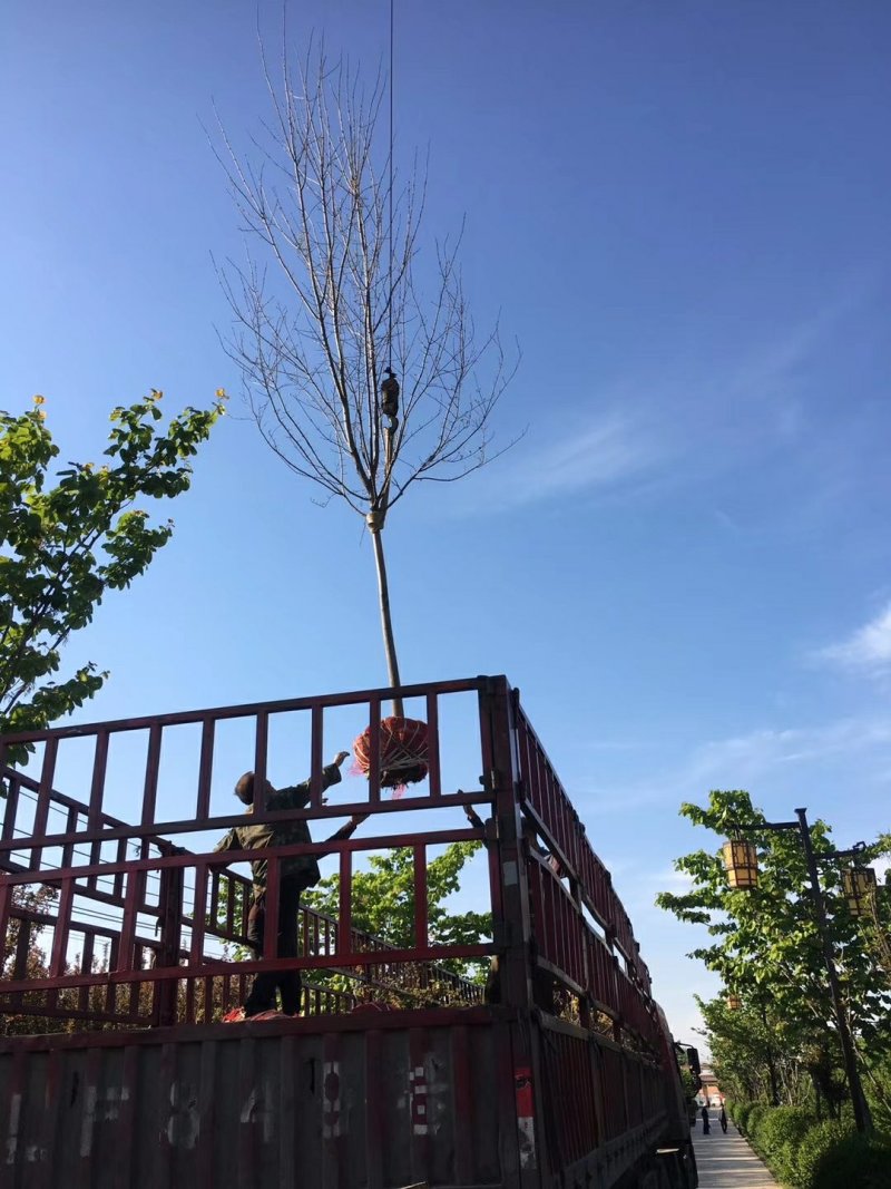 白蜡树苗大小苗8~10cm6~8cm