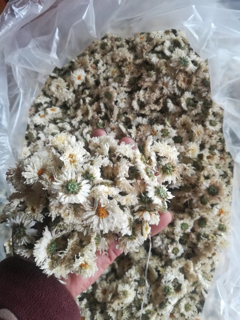 太阳花