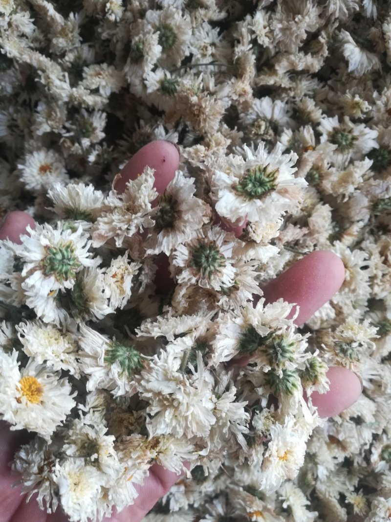 太阳花