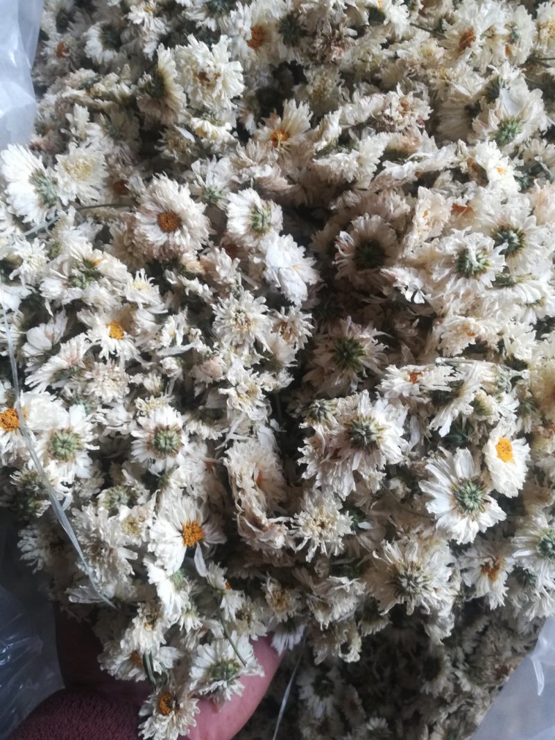 太阳花