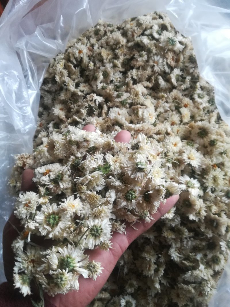 太阳花