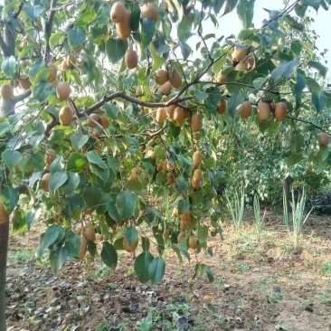 沙梨王