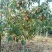 沙梨王