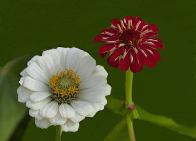 百日菊花卉种子，观赏效果非常漂亮混色矮杆