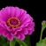 百日菊花卉种子，观赏效果非常漂亮混色矮杆