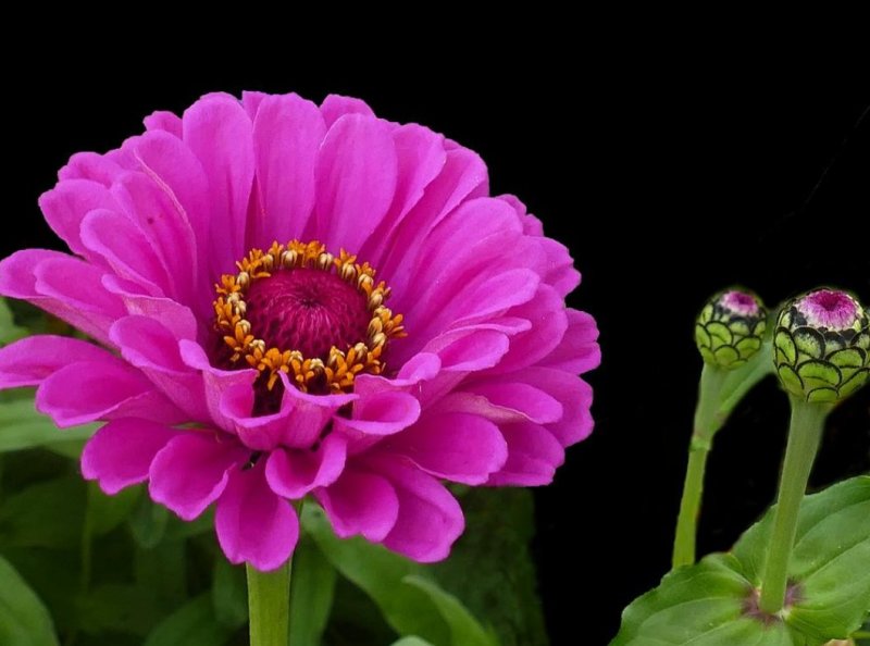 百日菊花卉种子，观赏效果非常漂亮混色矮杆