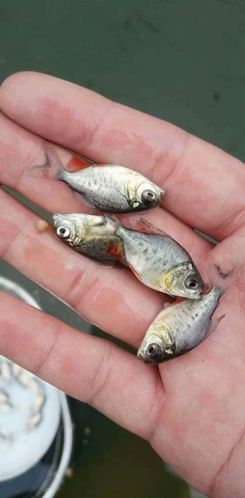 鲳鱼苗十自孵水花全国包邮包活