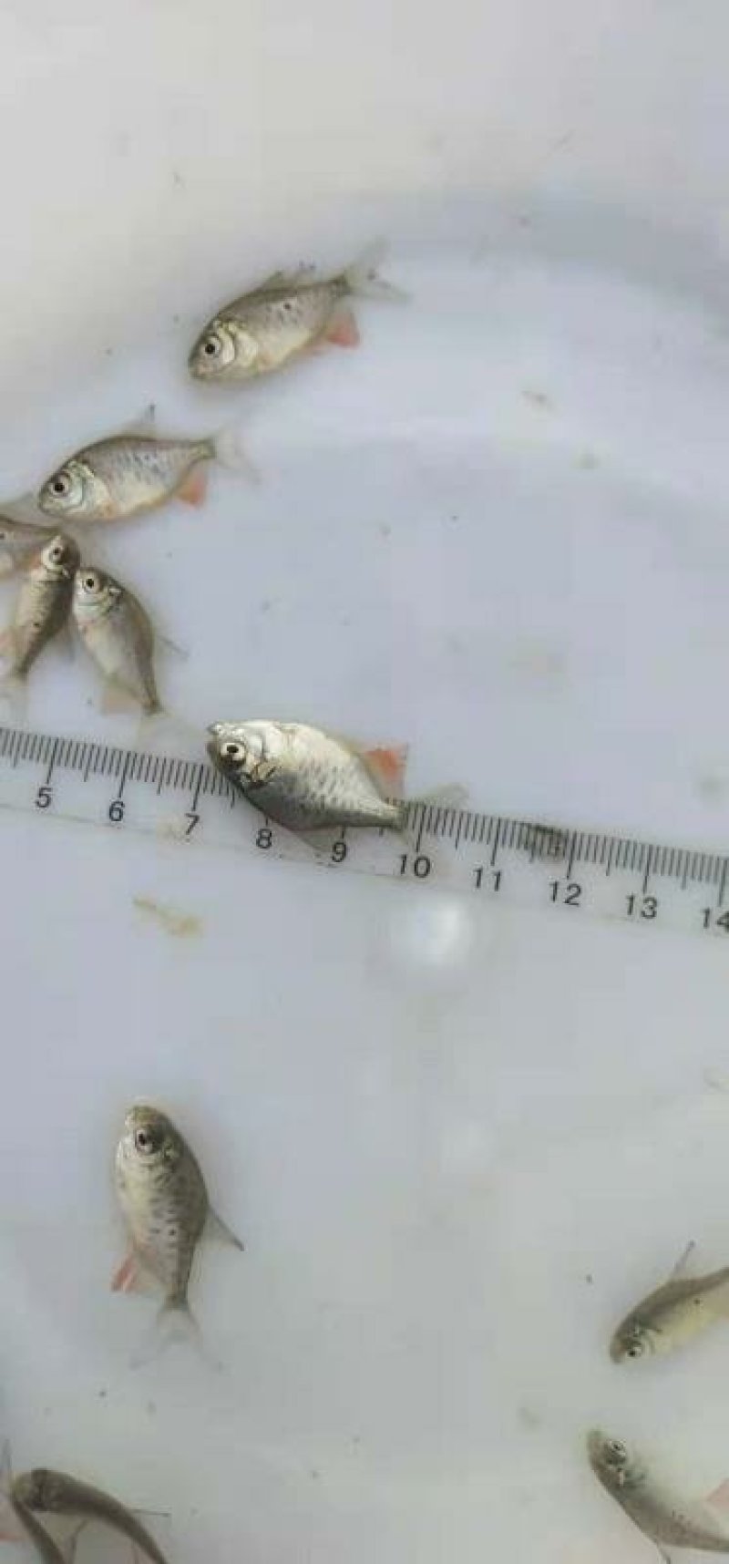 鲳鱼苗十自孵水花全国包邮包活
