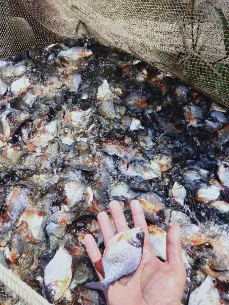 鲳鱼苗十自孵水花全国包邮包活