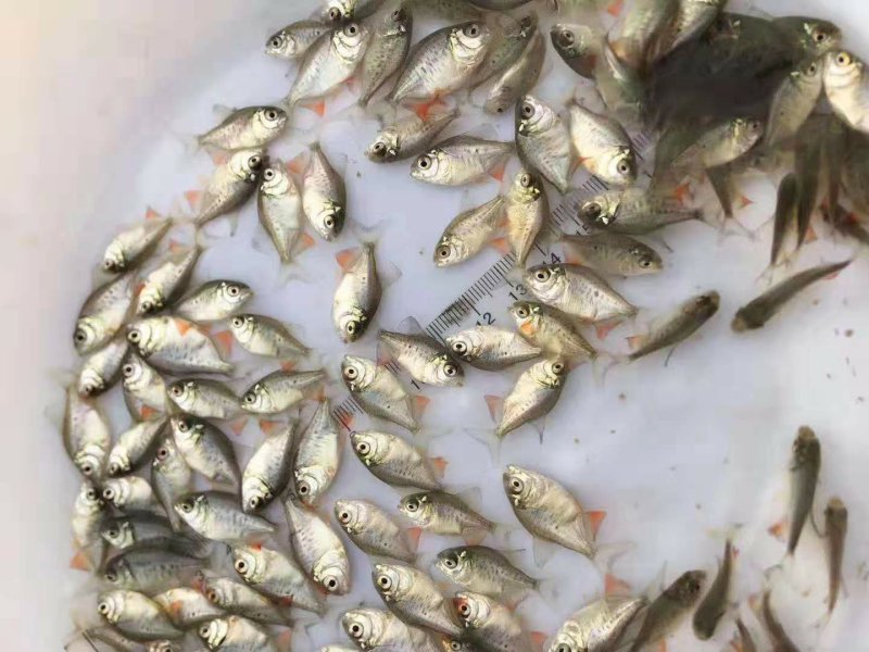 鲳鱼苗十自孵水花全国包邮包活