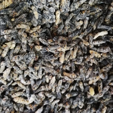 四级树蜂黑无翅