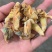 原生态竹林里金蝉，白蝉