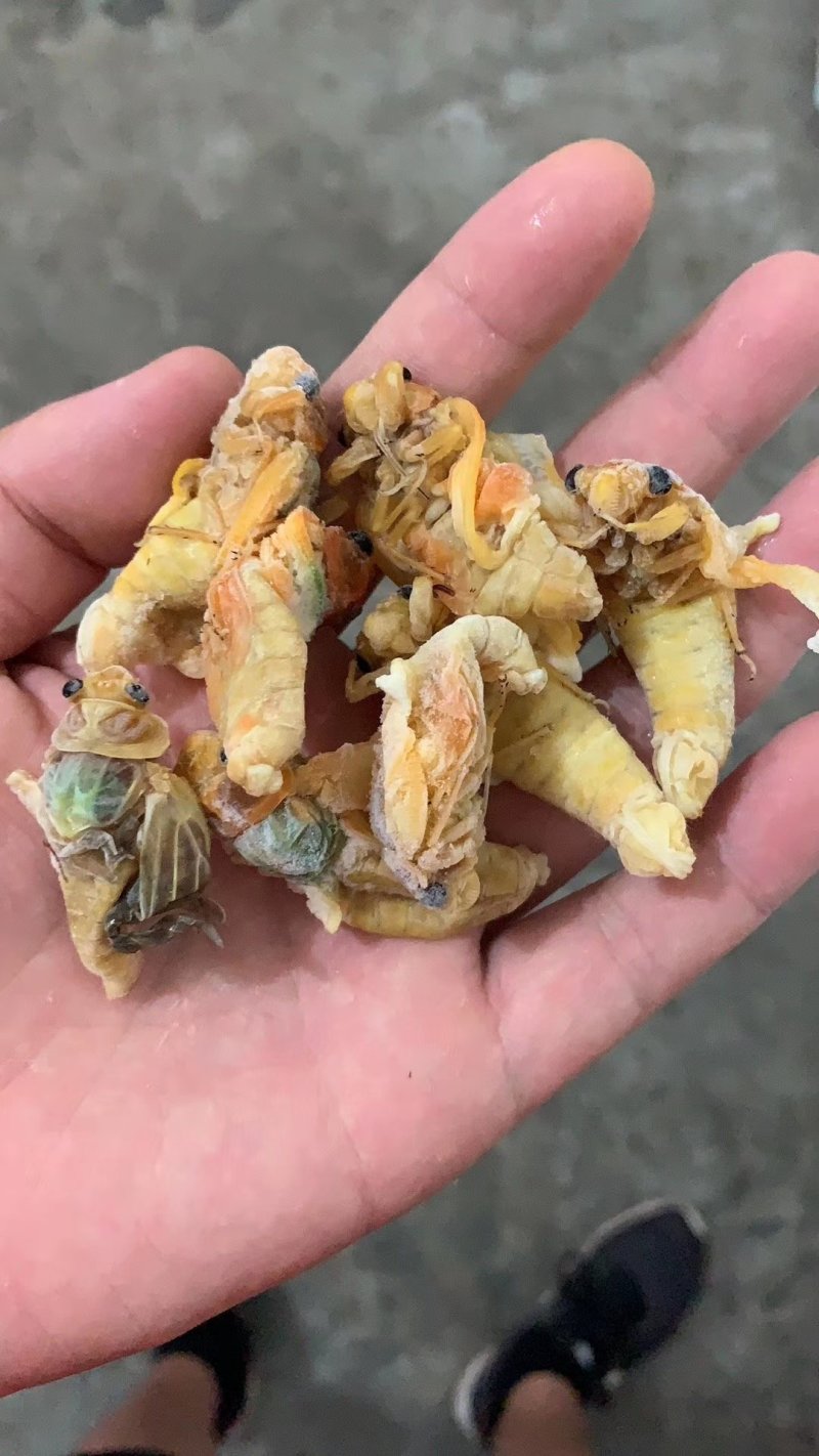 原生态竹林里金蝉，白蝉