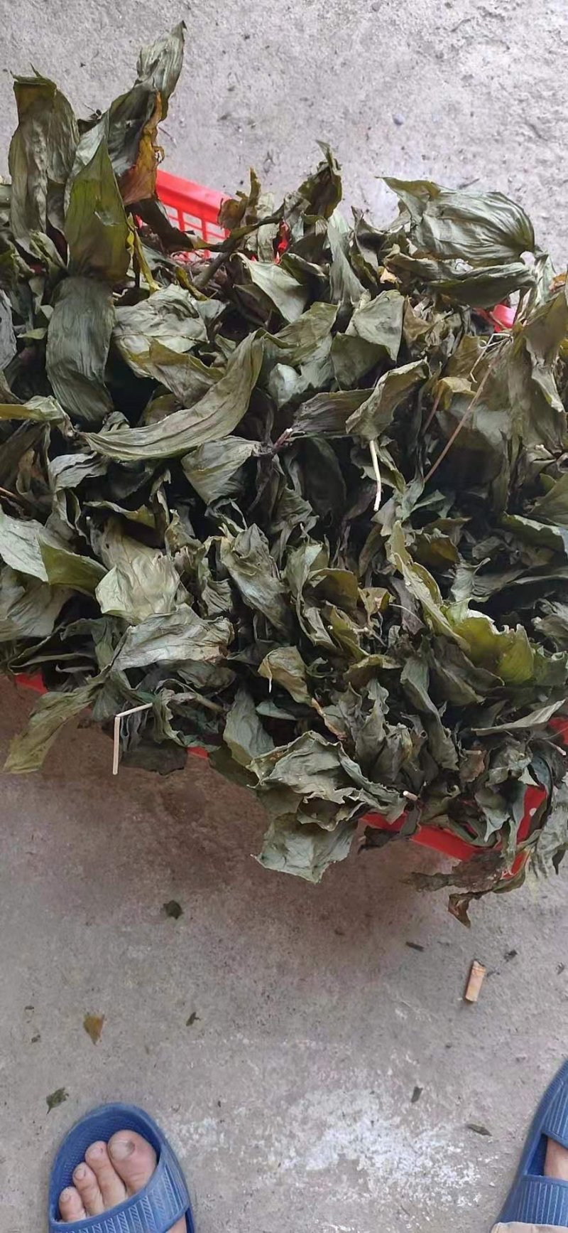 见血清干品（野生见血清）