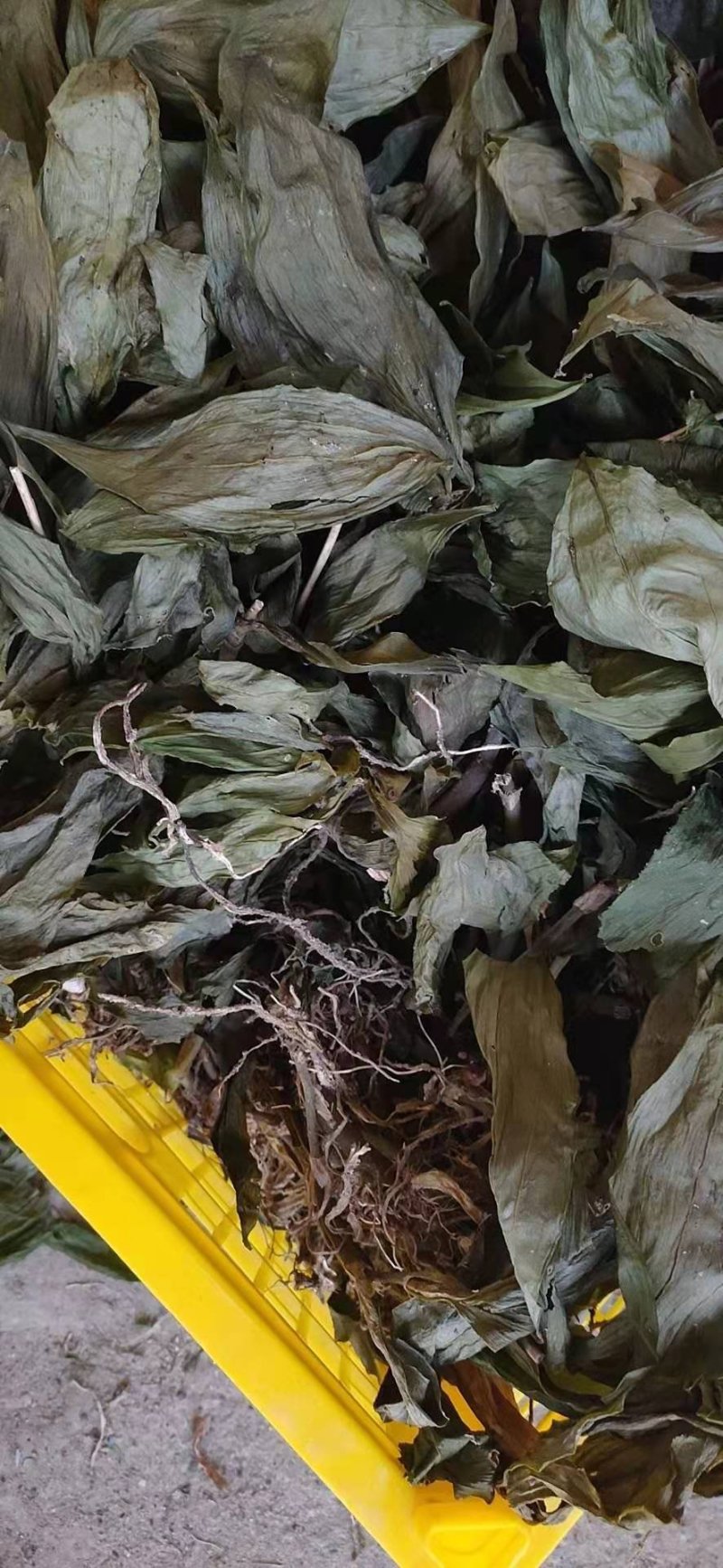 见血清干品（野生见血清）