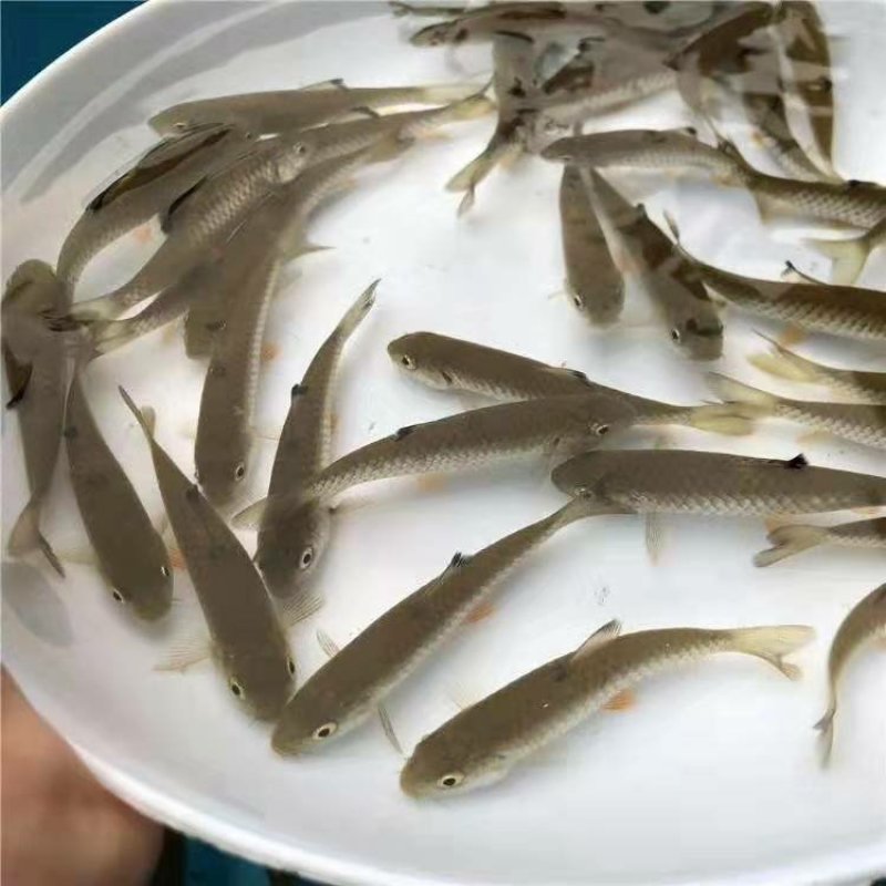军鱼苗石坚/青竹鲩鱼苗十供自孵水花