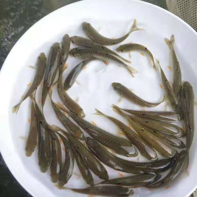 军鱼苗石坚/青竹鲩鱼苗十供自孵水花