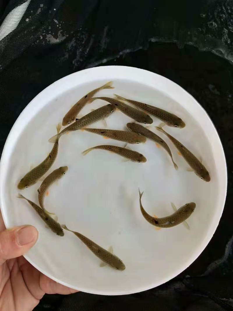 军鱼苗石坚/青竹鲩鱼苗十供自孵水花
