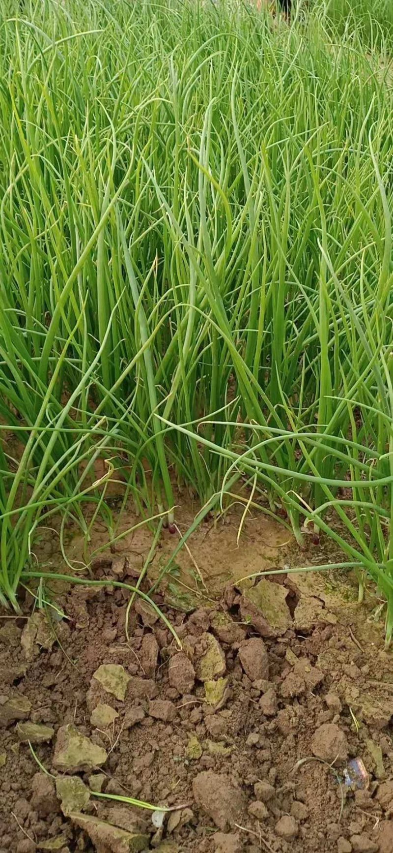 百亩自种基地直供黄皮紫皮优质洋葱种苗，20-30cm