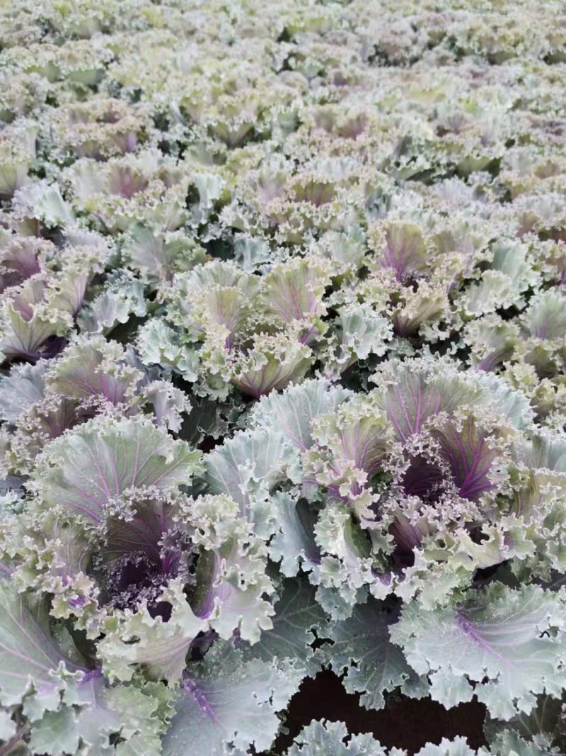 三色堇角堇甘蓝等各种草花