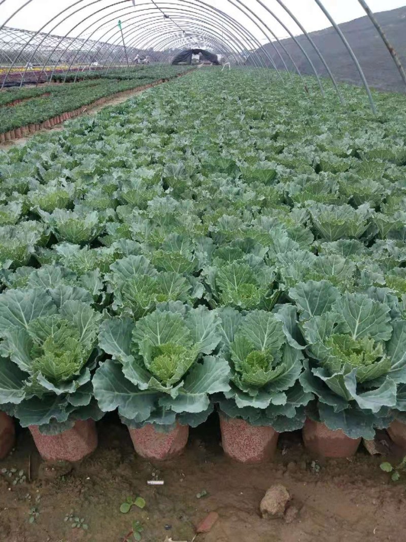 三色堇角堇甘蓝等各种草花