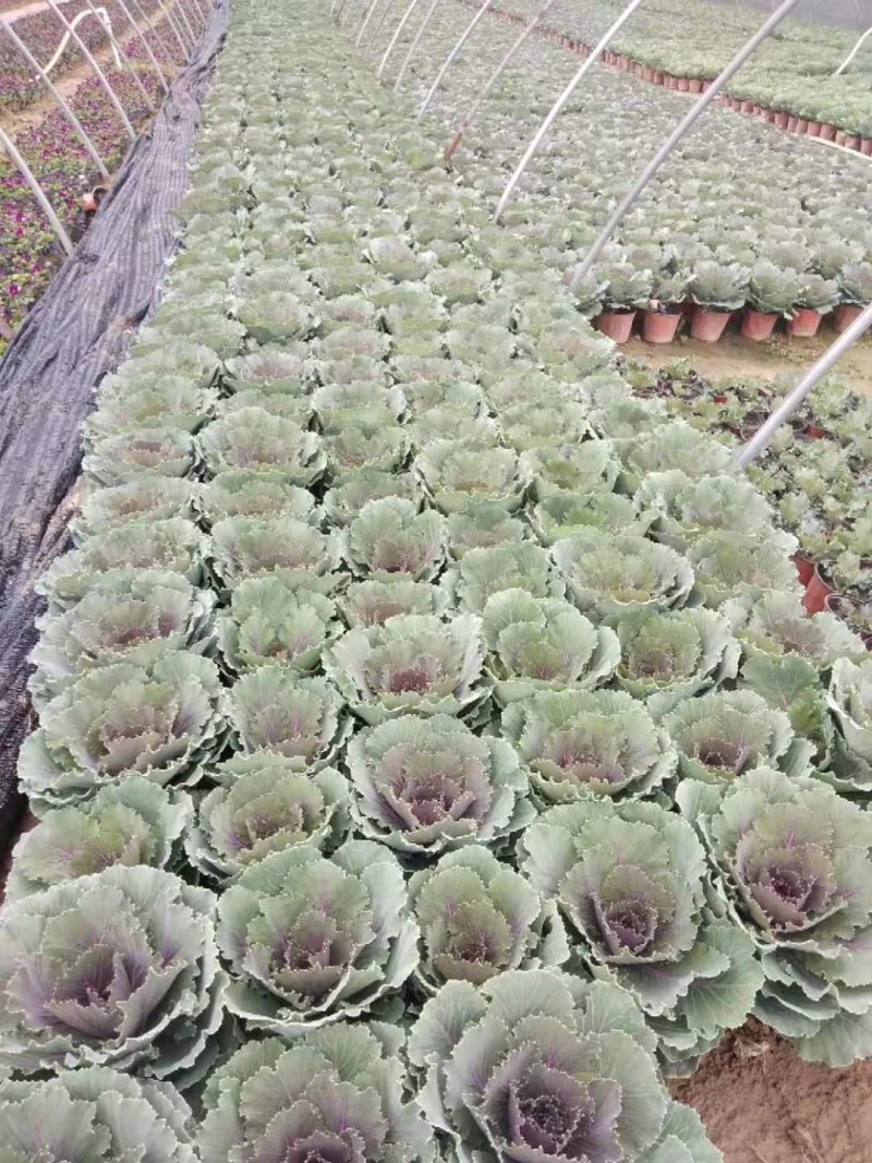 三色堇角堇甘蓝等各种草花
