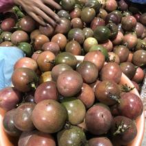 百香果紫果红果产地直发常年大量批发（）