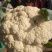 花菜，鲜菜，净菜，散花，乳白色，青梗，小米粒，个头均匀。