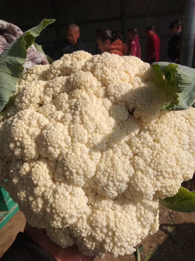 花菜，鲜菜，净菜，散花，乳白色，青梗，小米粒，个头均匀。