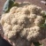 花菜，鲜菜，净菜，散花，乳白色，青梗，小米粒，个头均匀。