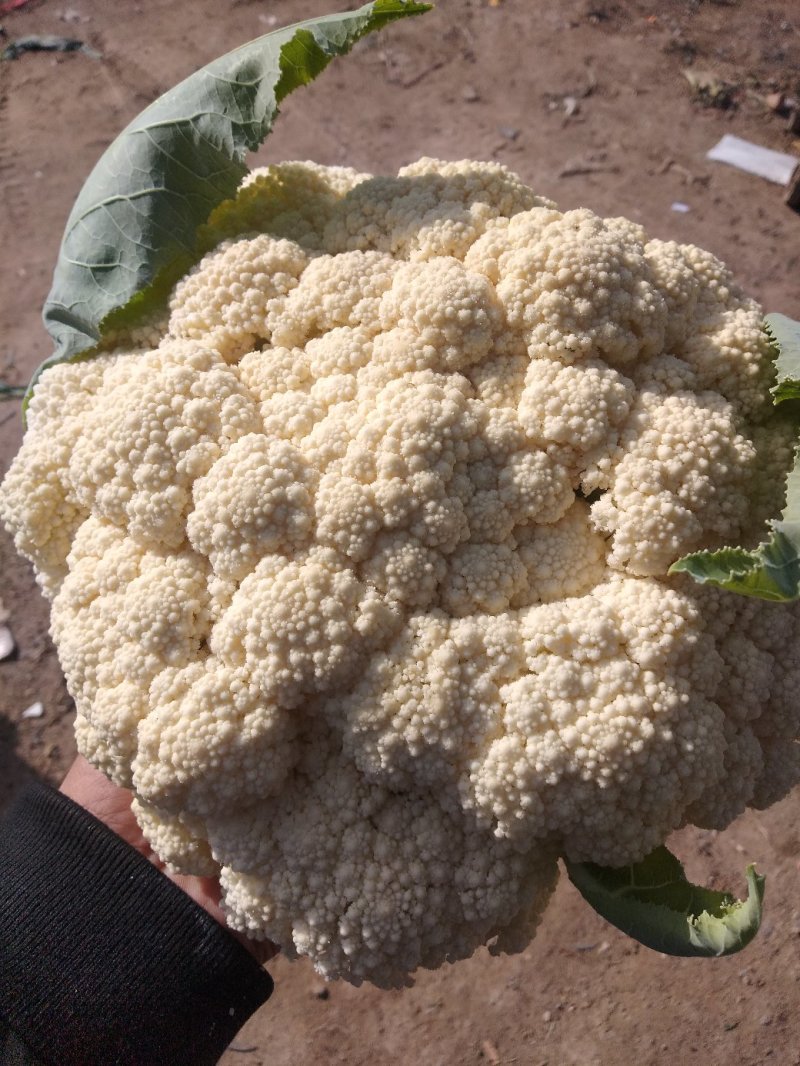 花菜，鲜菜，净菜，散花，乳白色，青梗，小米粒，个头均匀。