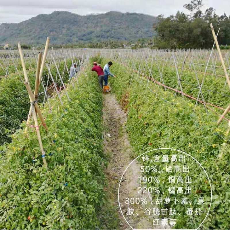 精品圣女果，海南昌江千禧圣女果小西红柿