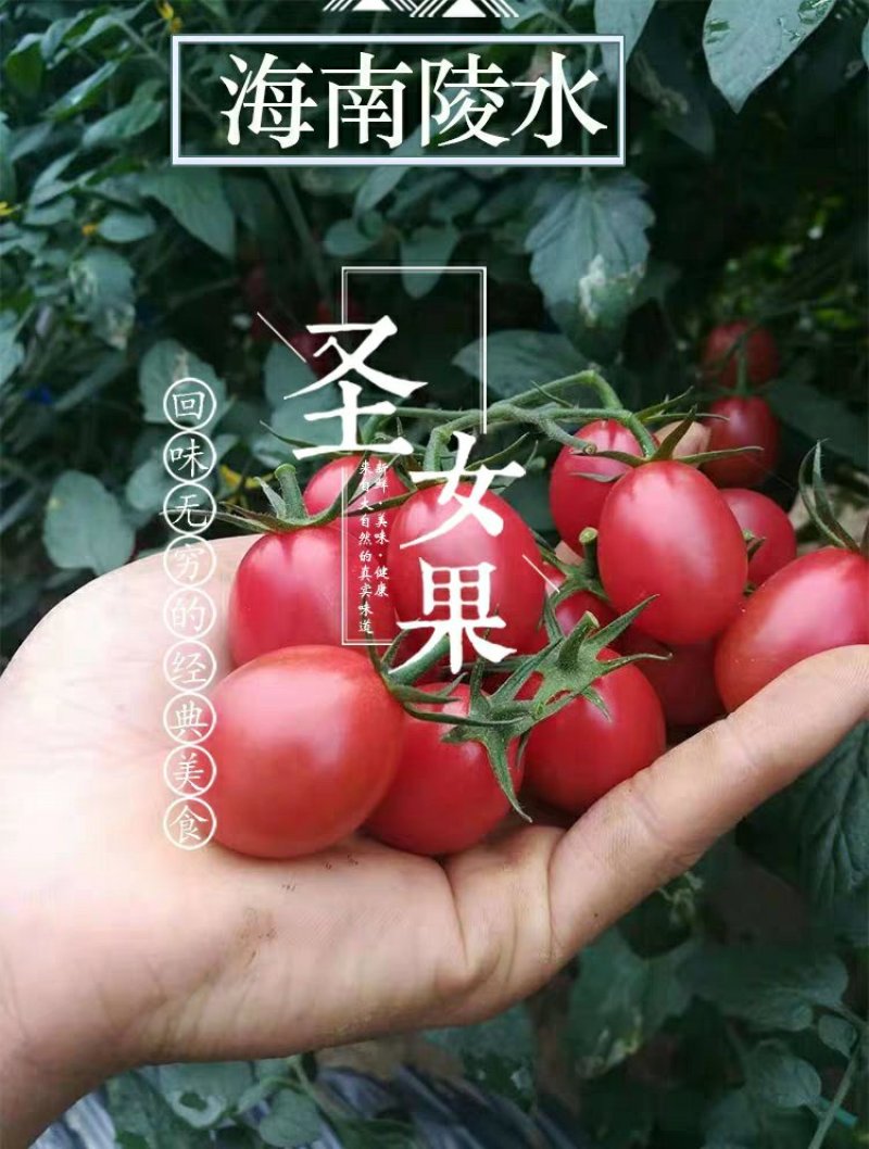 精品圣女果，海南昌江千禧圣女果小西红柿