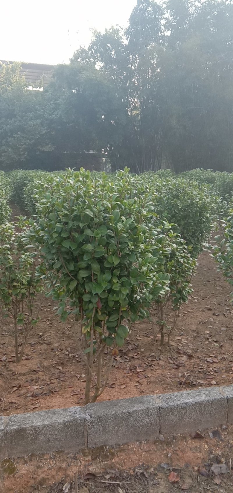 红继木，紫荊，朴树，红叶李