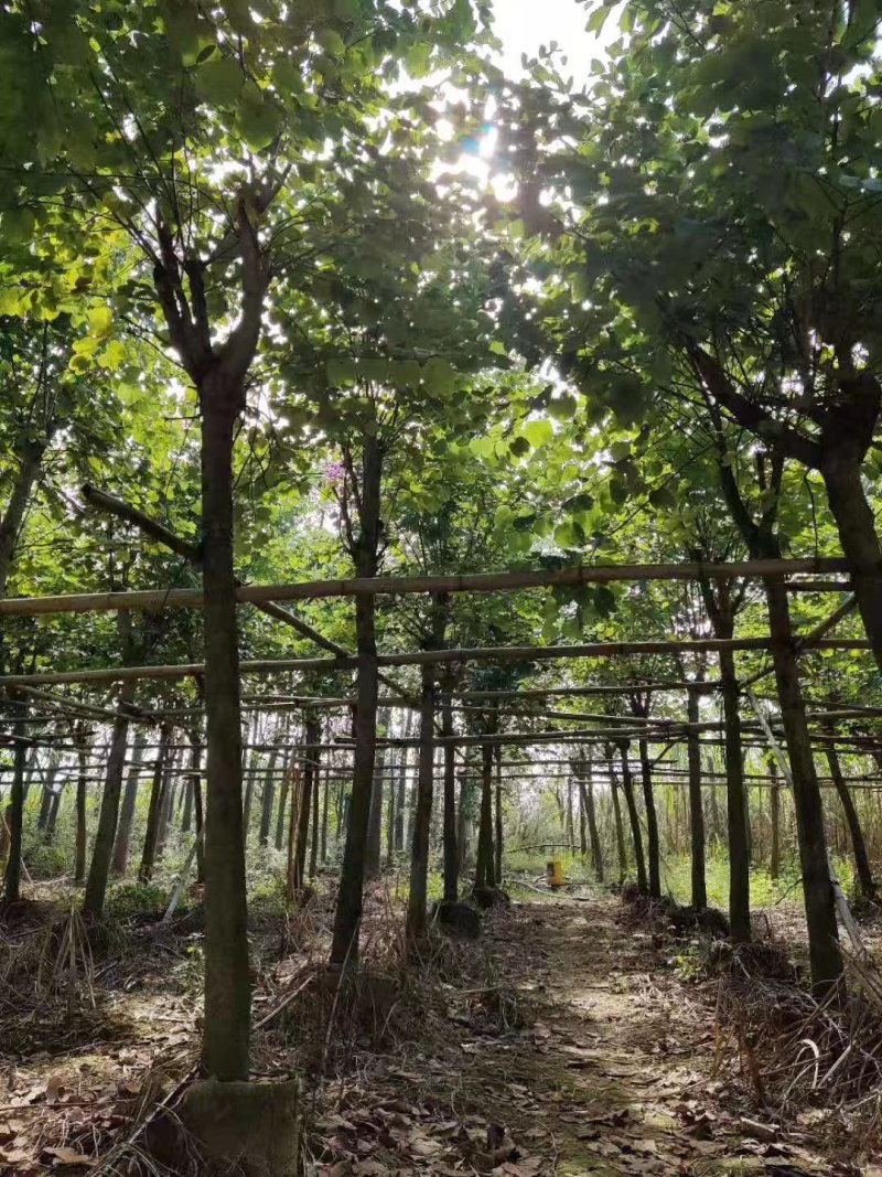 红继木，紫荊，朴树，红叶李