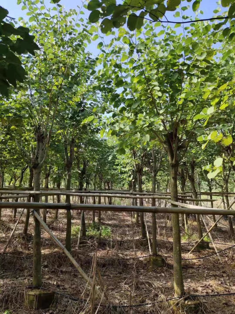 红继木，紫荊，朴树，红叶李