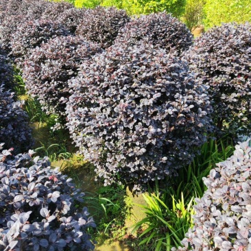红继木，紫荊，朴树，红叶李