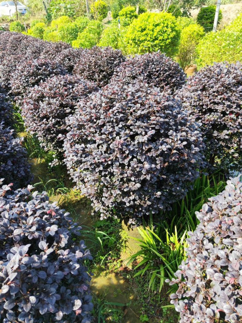 红继木，紫荊，朴树，红叶李