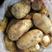 供应农安产的土豆，尤金和延薯