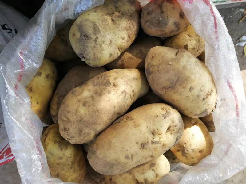 供应农安产的土豆，尤金和延薯