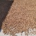 今日推荐----香玲薄皮核桃五斤45元200个左右(送