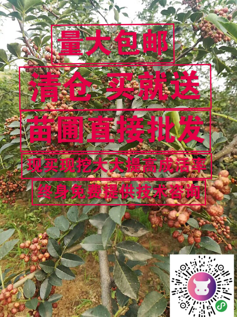 正品花椒苗大红袍狮子头产地直销免费提供种植技术