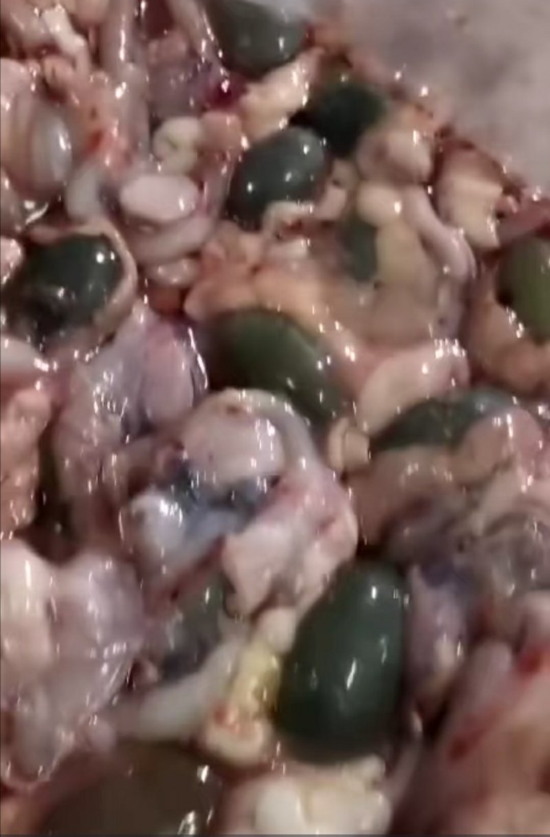 养殖场直销鲜蛇胆眼镜蛇胆