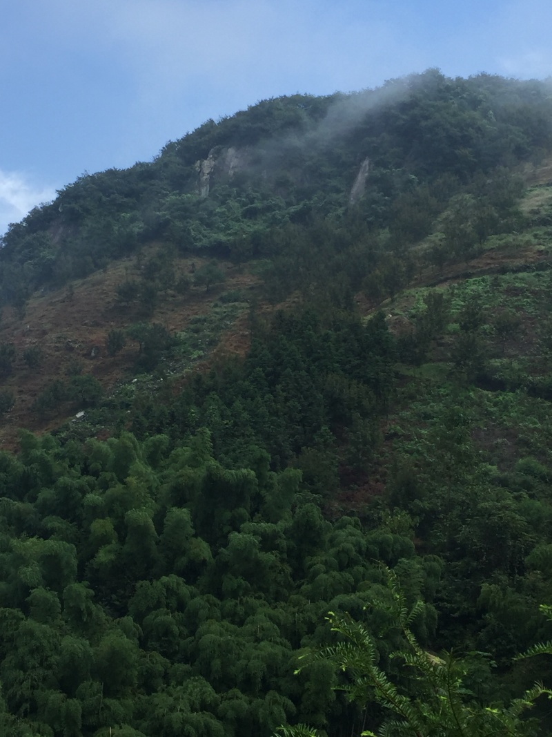 山场转让